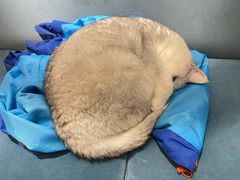 -滚猫咖啡·猫咖·猫友好撸猫(未来城店)