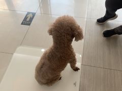 -全心全意连锁动物医院·微创中心·内科急重症·心脏专科(丰管路店)