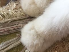-萌喵宠狗爱心宠咖