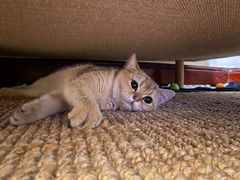 -猫大福·Fortune Cat猫舍(百子湾店)