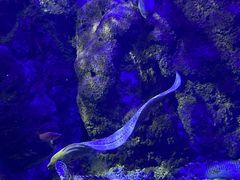 -江和美海洋公园