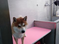 -宠福鑫康馨动物医院·骨科·眼科