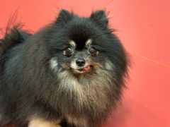 -和它·交个朋友·狗咖猫咖(爱琴海店)