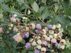 -金谷域澳洲庄园