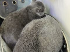 -美联众合动物医院·24h京西诊疗中心