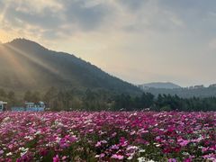 -径山花海