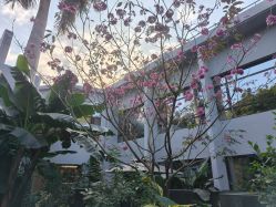 点击看大图 -宝生月子中心(独栋园林·福田店)