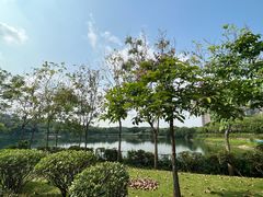 -广东花都湖国家湿地公园
