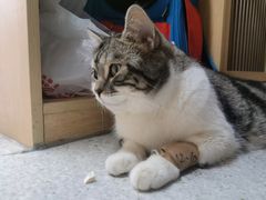 -谐和贝康宠物医院24小时·宠保定点(急重症转诊中心)