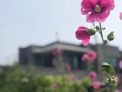 -柑橘农场