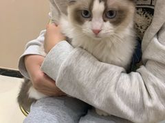 -藏猫猫咖啡主题馆(中央大道店)