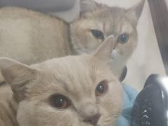 -宠颐生猫科·内科皮肤科(西平世纪城店)