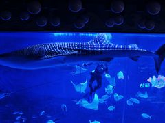 -烟台海昌鲸鲨海洋公园