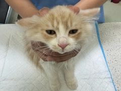 -天宠宠物医院24小时·急重症诊疗中心·全科·腔镜特色(和平分院)