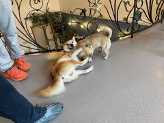 -喜柴咖啡·柴犬狗咖