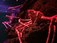 -暹罗海洋世界
