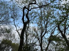 -上海佘山国家森林公园西佘山园