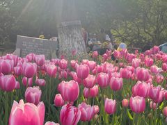 -石家庄市植物园