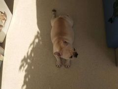 -宠颐生动物医院·心脏科·保险定点(锦阳分院)