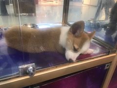 -乐宠宠物店(世纪金源店)