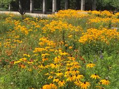 -永定河休闲森林公园