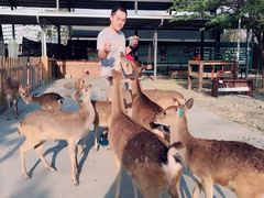 -鹿境梅花鹿生态园区