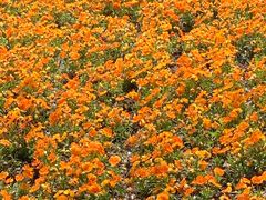 -翠华餐厅(香港国际机场店)