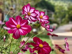 -泸沽湖国家级风景名胜区走婚桥
