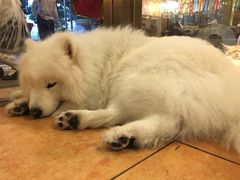 -more than meow吴止猫主题餐厅(承德 中船汇店)