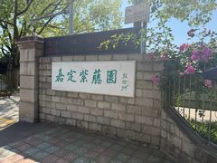 -嘉定紫藤园