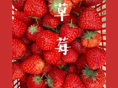 -喜杨洋草莓采摘园