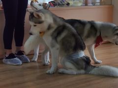 -Husky Go! 哈士奇体验馆·宠物咖啡厅狗咖