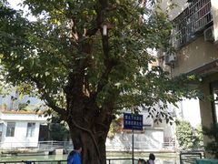 -小洲村