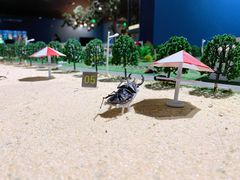 -南宫五洲植物乐园