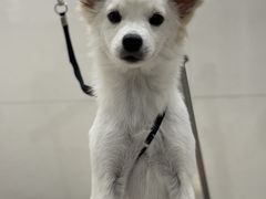 -悠尼宠物·独立低压伊珊娜洗护·美容·寄养(兰谷路店)