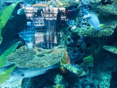-泉城欧乐堡海洋极地世界
