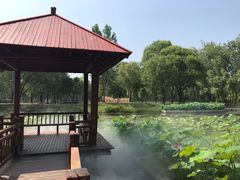 -微山湖红荷湿地景区