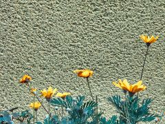 景点-三鹰之森吉卜力美术馆