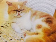 -喵园·猫主题咖啡厅·撸猫·猫咖(国贸店)