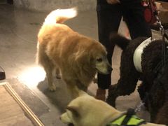 -百好乐宠物友好餐厅(朝外大街店)