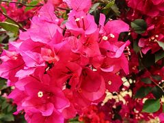 -北海金海湾红树林生态旅游区