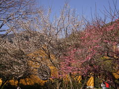 -灵隐飞来峰景区