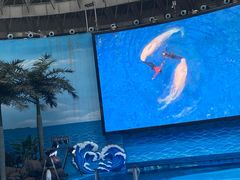 -海合安成都极地海洋公园