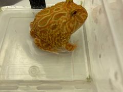 -酷以爬仙阁实体爬宠店·守宫·蜥蜴·专业繁育