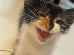 -我爱猫咪·猫咖·狗咖·安哥拉兔·羊驼咖(小寨华旗店)