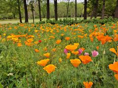 -上海滨江森林公园