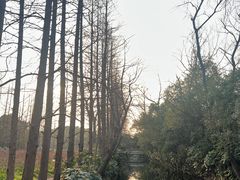 -上海滨江森林公园