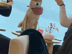 -柴犬小屋·柴餐厅·狗咖食堂(金鼎广场店)