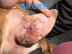 -美联众合动物医院·伴可分院·内科中心医院