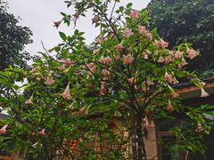 -瑞丰园庭院餐厅·白族传统家常菜